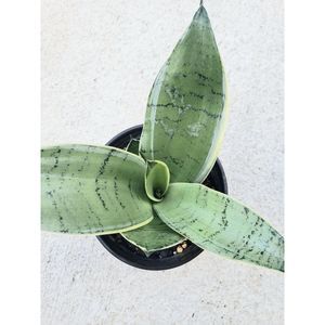 Sansevieria Night Owl
